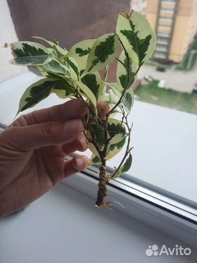 Фикус бенджамина пестролистный отросток