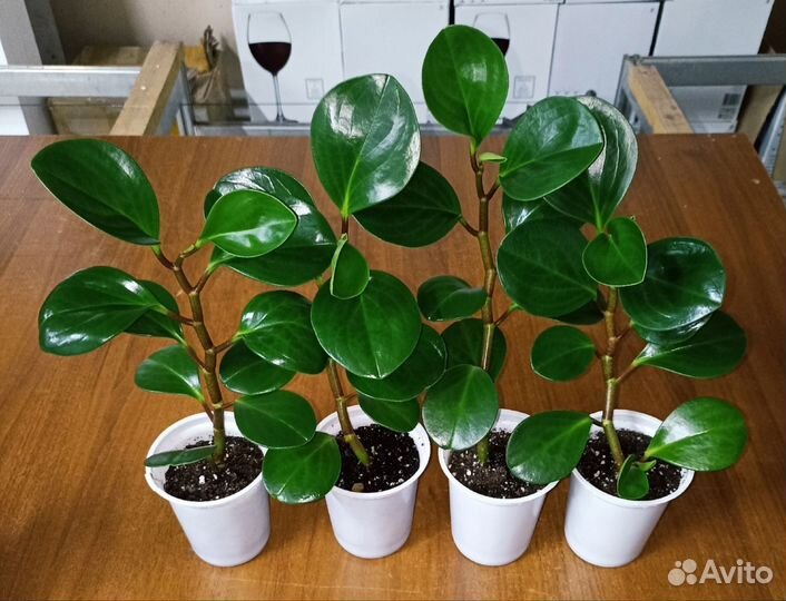 Комнатные растения и цветы для дома школы офиса