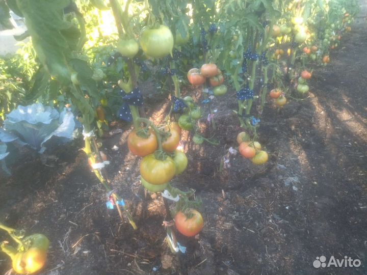 Помидоры свежие домашние