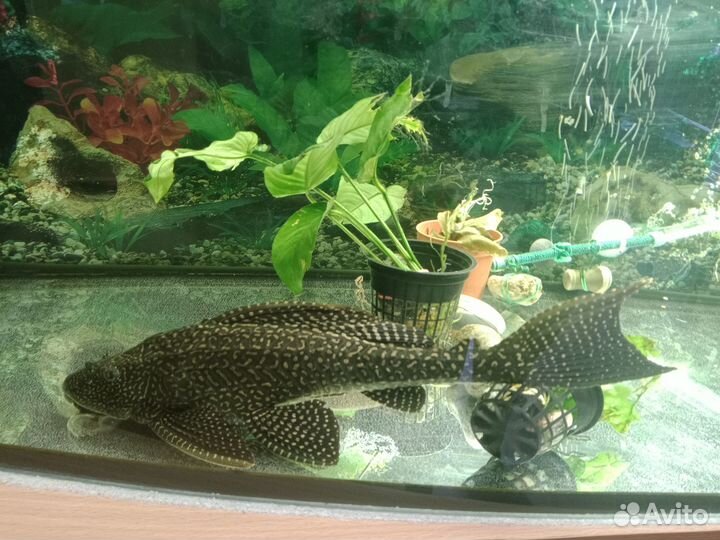 Птеригоплихт (Парчовый сом)
