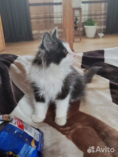 Ласковый котенок