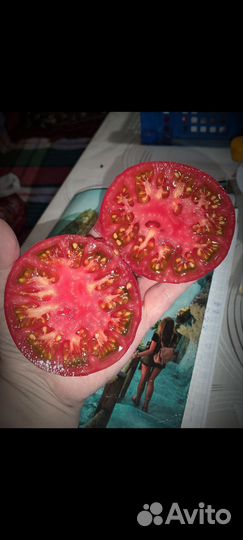 Рассада сортовых томатов, огурцов, перцев