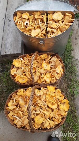 Грибы. Лисички