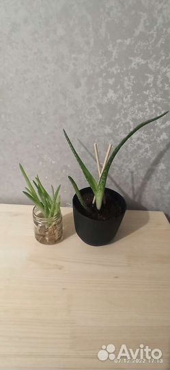 Алоэ столетник