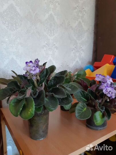 Комнатные цветы фиалки