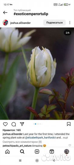 Луковицы тюльпанов