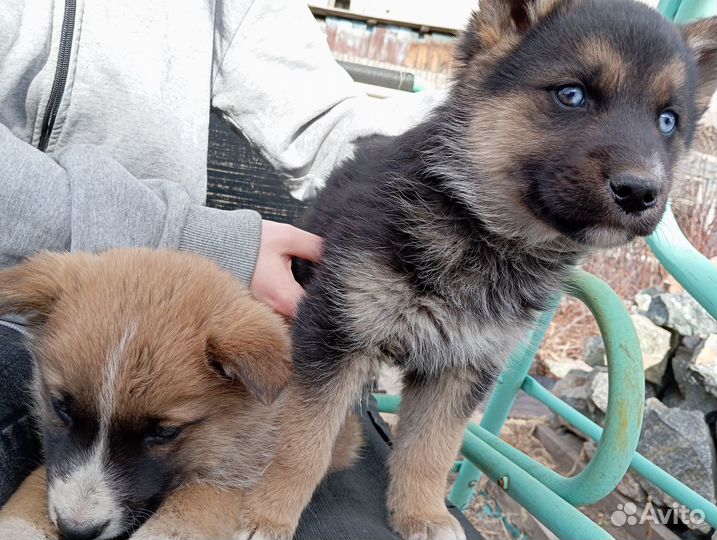 Продам щенков