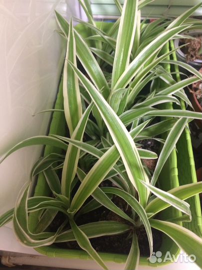 Хлорофитум