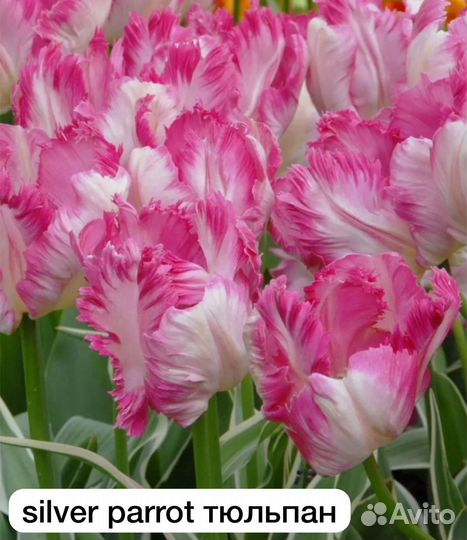 Коллекционные тюльпаны луковицы