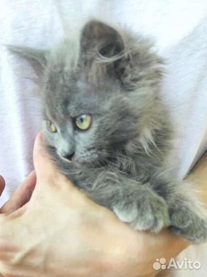 Кошечка в добрые руки