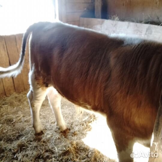 Бычки и телки