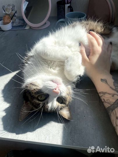 Кошка бесплатно