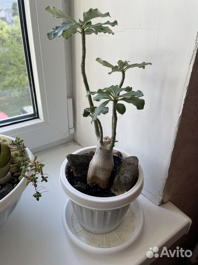 Комнатные цветы