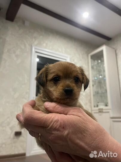 Щенки йоркширского терьера