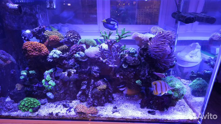 Морской аквариум 550л