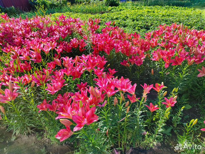 Лилии луковицы