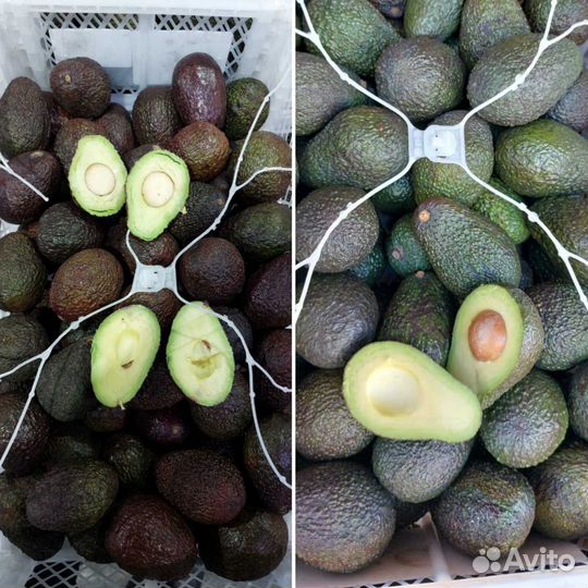 Желтое манго Китай, авокадо хаас, сыры