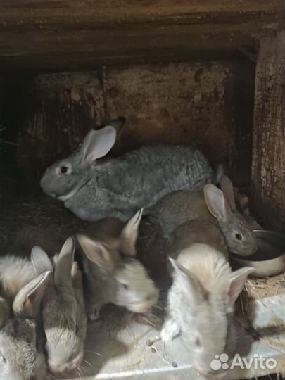 Кролики фландер, ризен