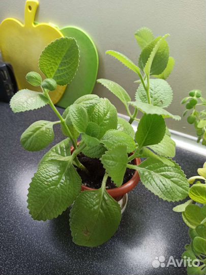 Спатифиллум, комнатная мята