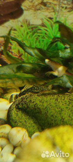 Гуппи, анцитрусы