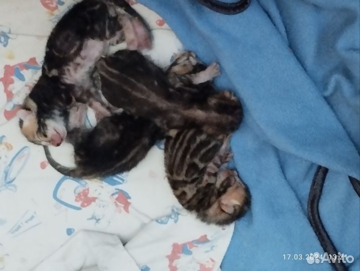 Котятки -бенгалятки