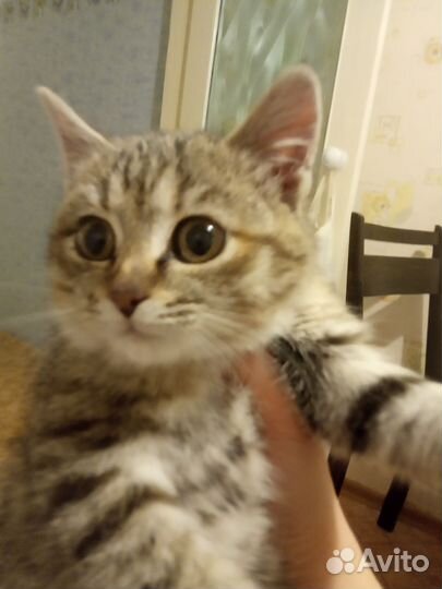 Кошка, котенок