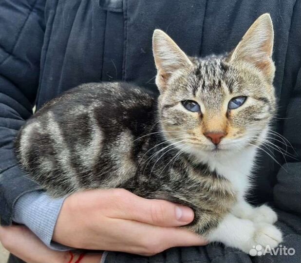Кошечка, в добрые руки