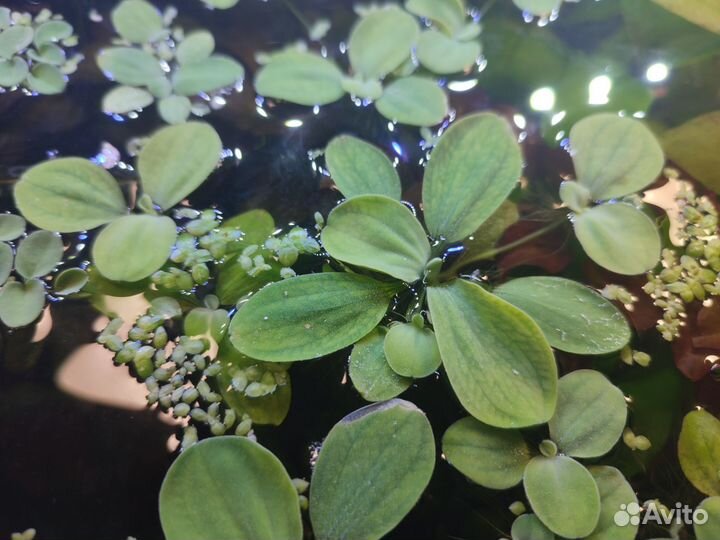 Сальвиния, пистия - аквариумные растения