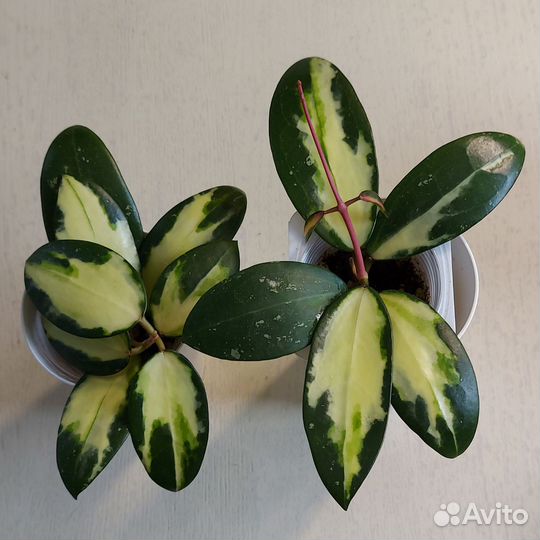 Хойи продажа