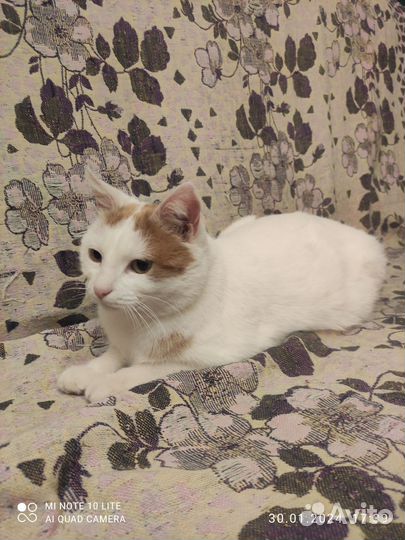 Кошка