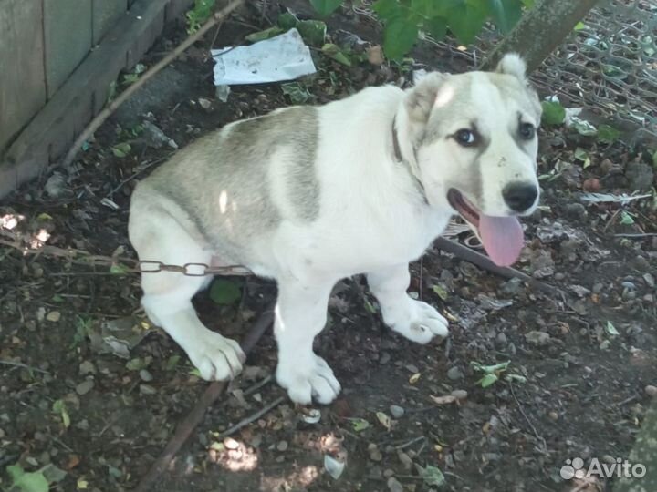 Среднеазиатская овчарка алабай щенки