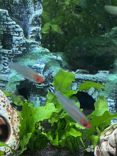 Рыбка родостомус (таксист)