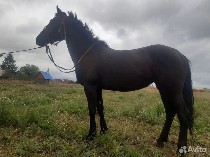 Кобыла жеребая