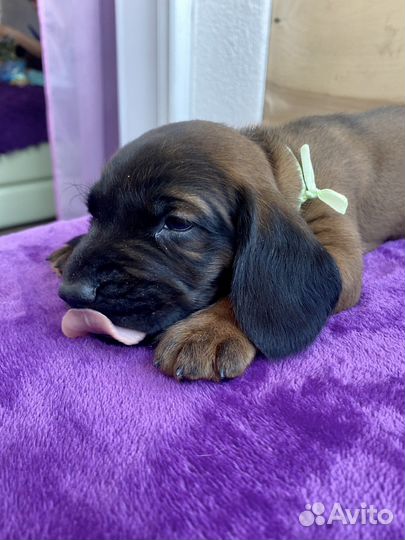 Баварская горная гончая