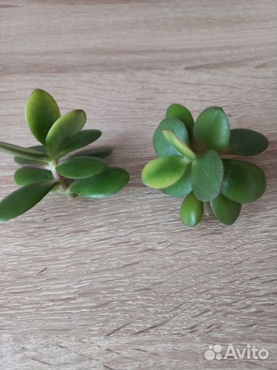 Толстянка отростки