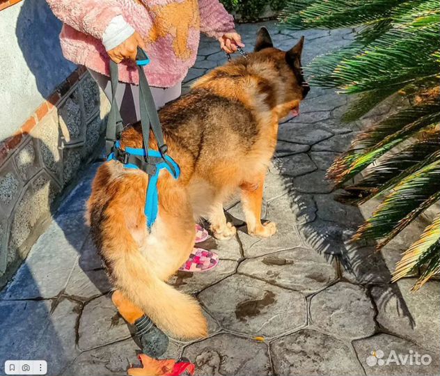 Ходунки для собак, поддержка задних лап