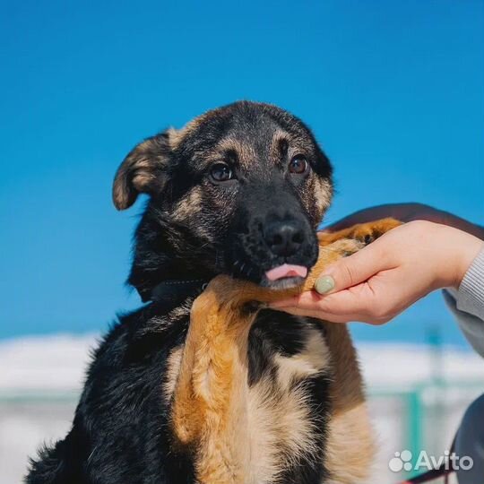 Собака Тимон ищет дом