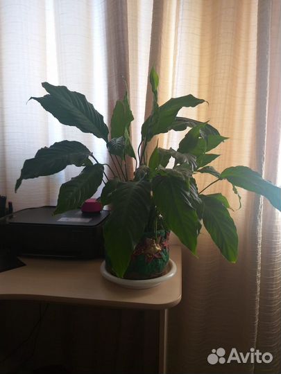 Спатифиллум- женское счастье