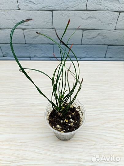 Кротон голд тридент