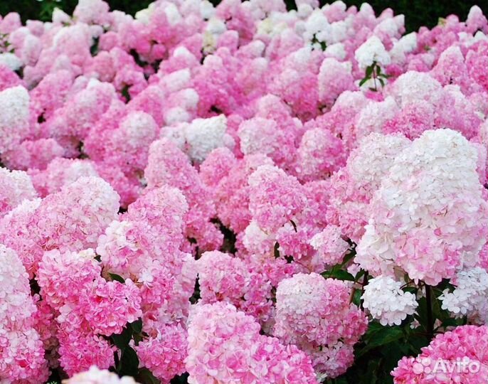 Гортензия метельчатая