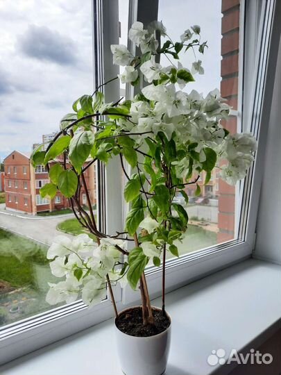 Бугенвиллия