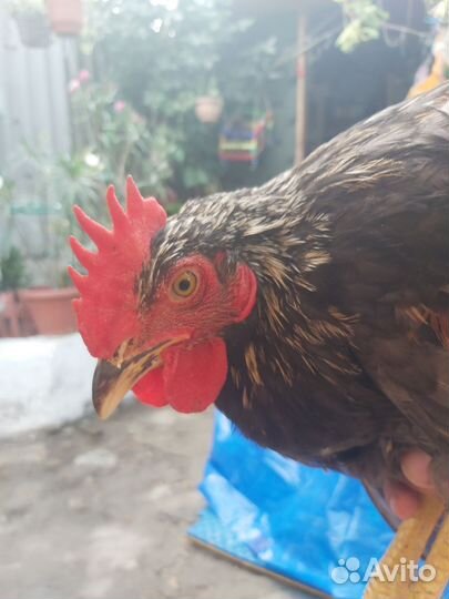 Петух домашний