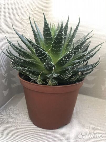 Aloe aristata, Седум Буритто