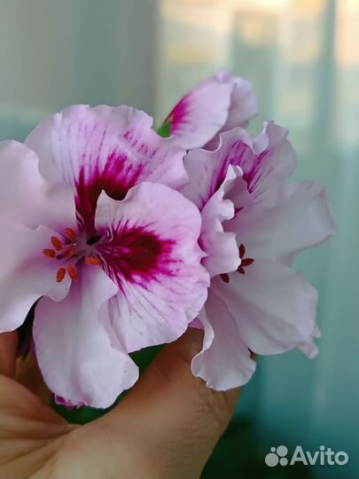 Пеларгония королевская