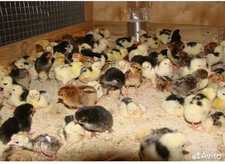 Цыплята суточные домашние