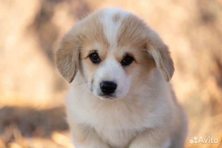 Вельш-корги пемброк