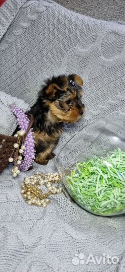 Йоркширский терьер мини девочка