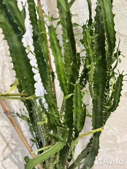 Эуфорбия тригона