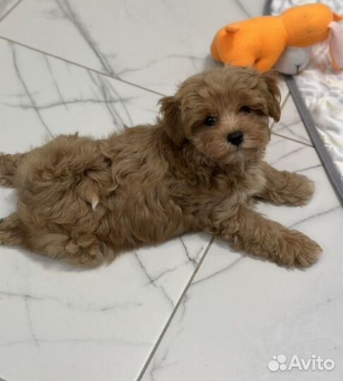 Мальтипу мини