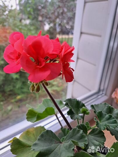 Пеларгония герань сортовая